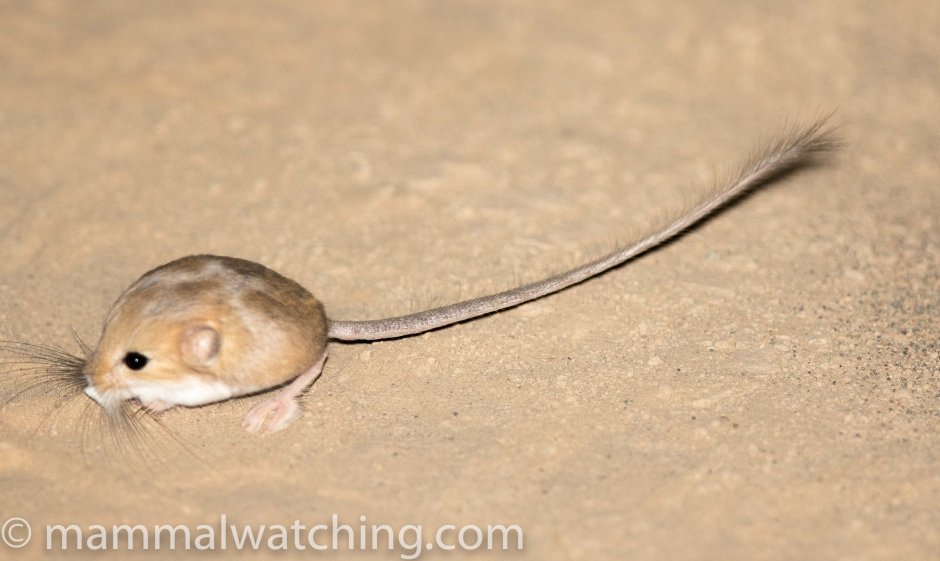 Хомячок серый (Cricetulus migratorius)