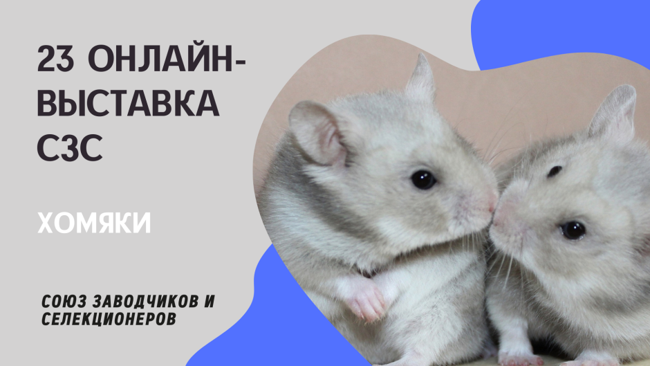 Маленькие джунгарские хомячки