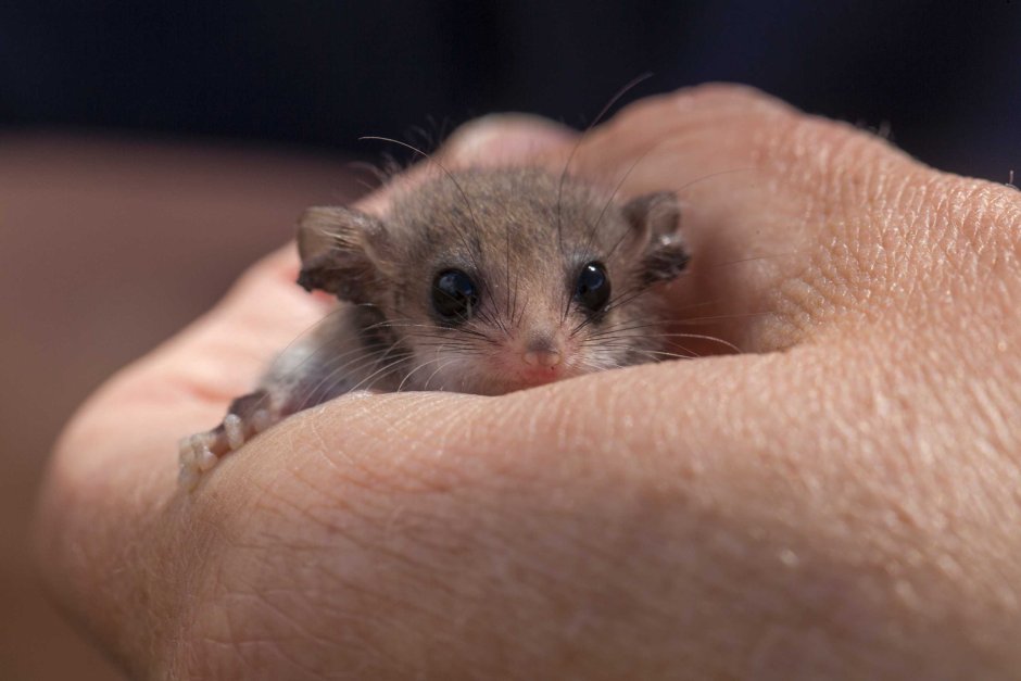 Североафриканская Песчанка