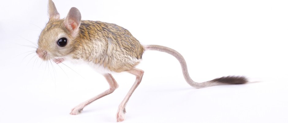 Персиковый сирийский хомяк