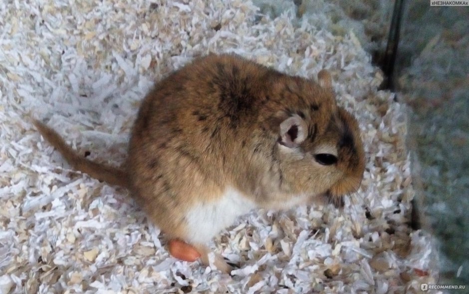 Туркменский тушканчик