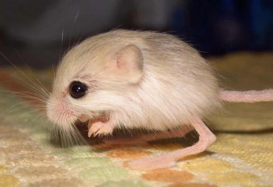 Pygmy Jerboa