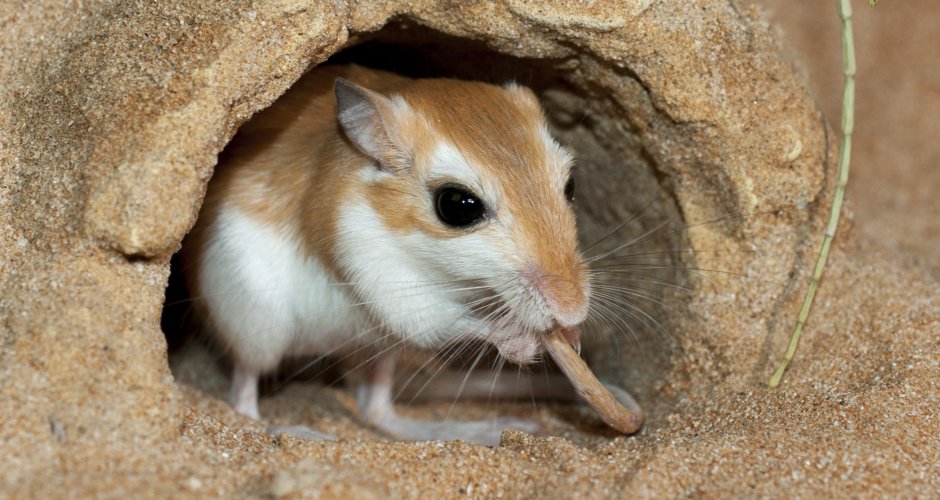 Крыса Песчанка