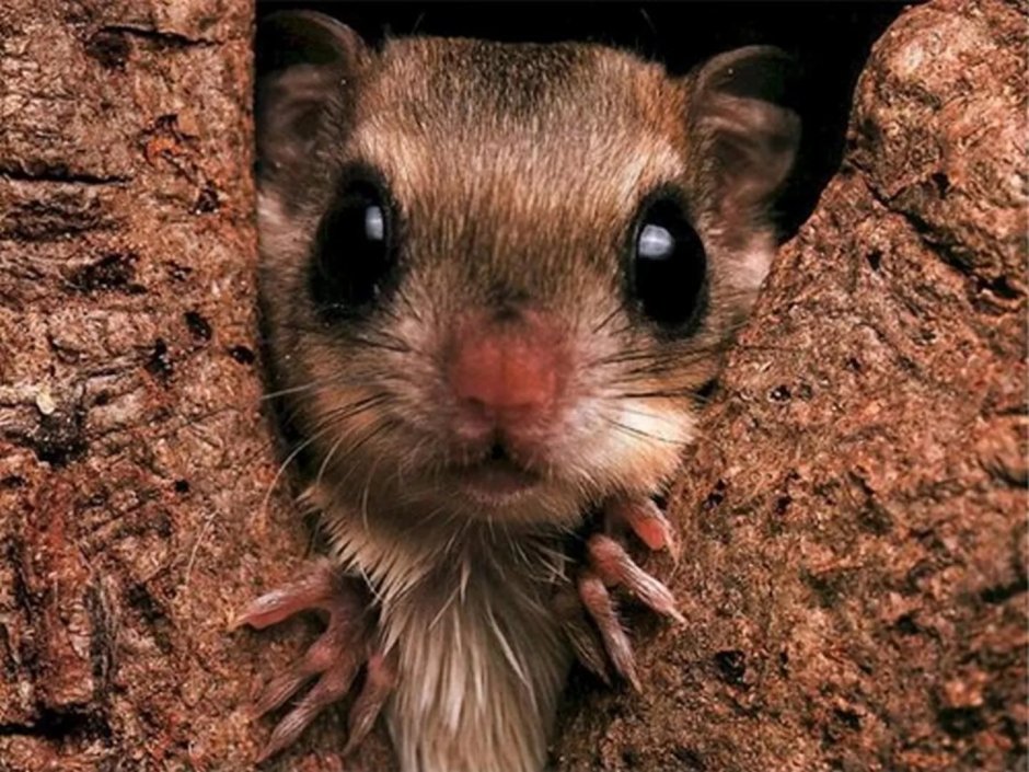 Тушканчик ареал