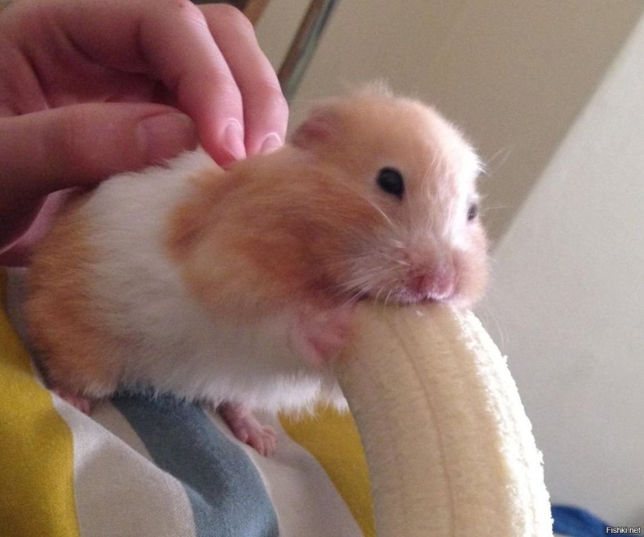 Милые животные рисунки