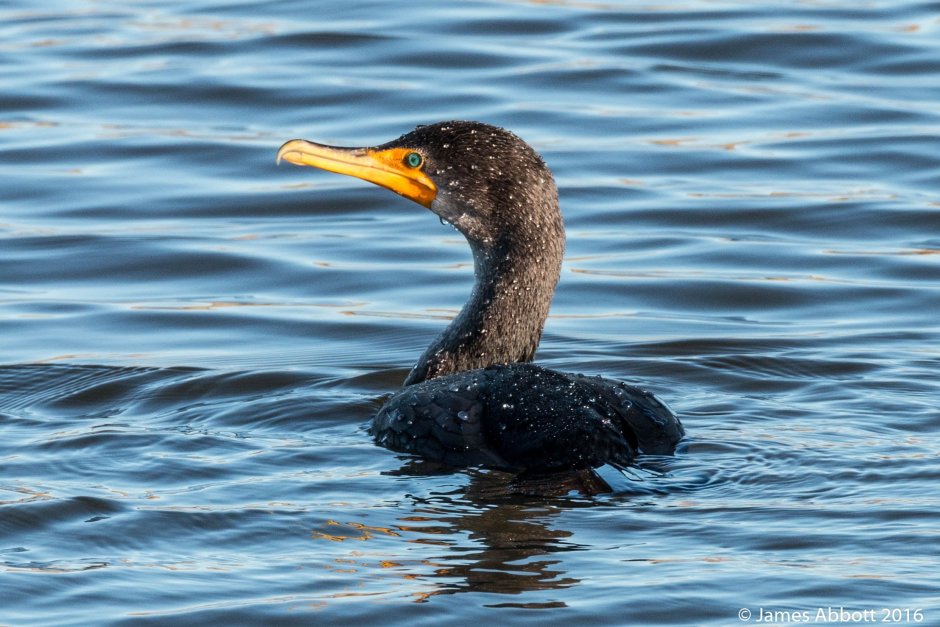 Черная водоплавающая птица с желтым клювом