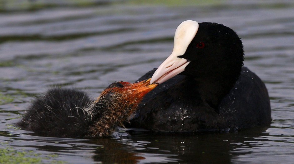 Чёрная утка с белым клювом