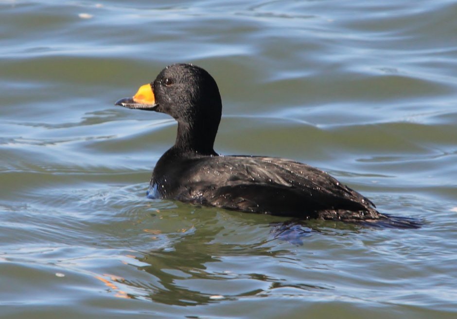 Дикая утка кряква черные
