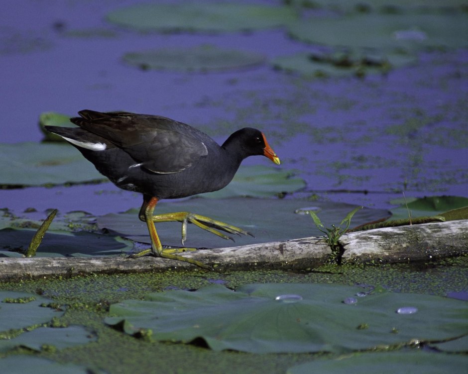 Moorhen (Gallinula chloropus) o