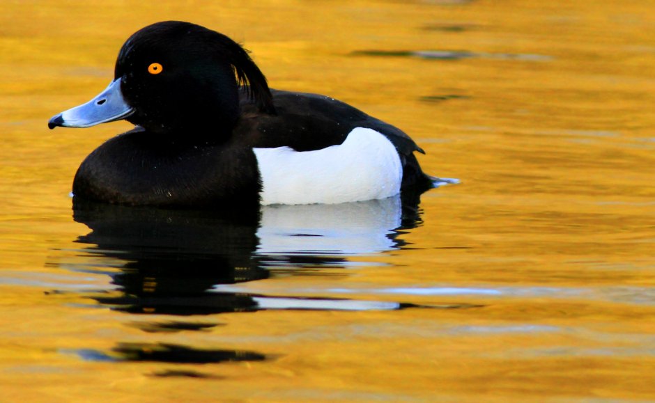 Водоплавающие птицы Гаги