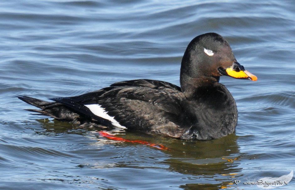 Утка американская Синьга