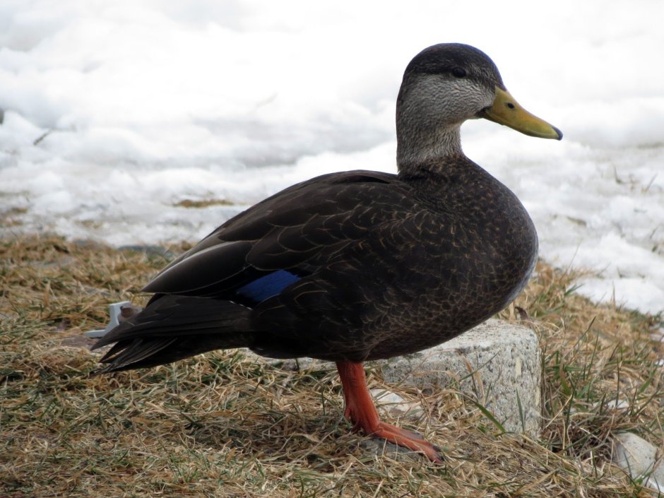Утка черная кряква