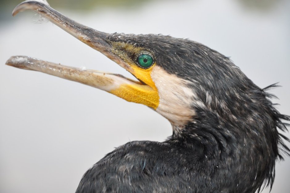 Черная водоплавающая птица с желтым клювом