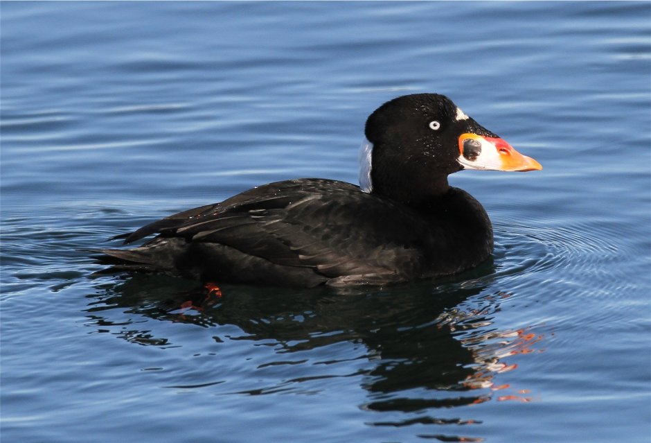 Пестроносый Турпан