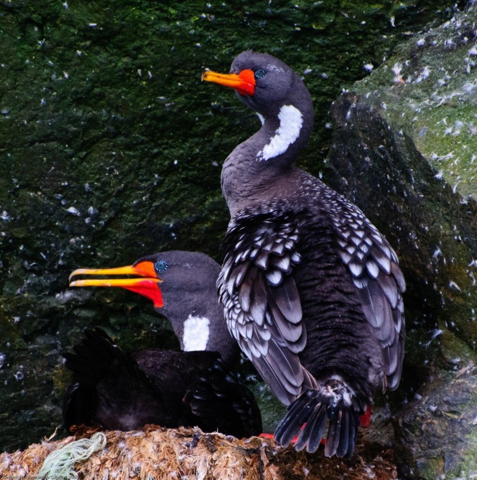 Американская чёрная кряква