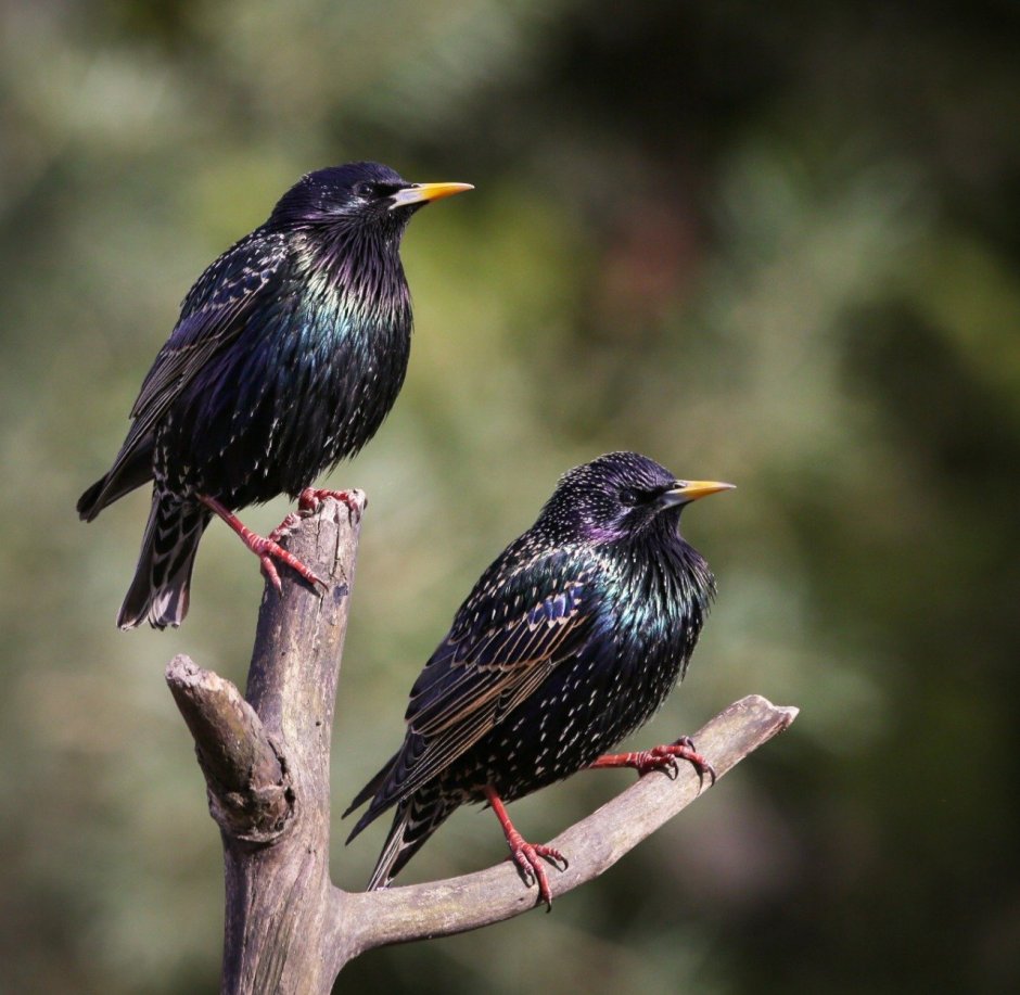 Дикая утка с белым клювом