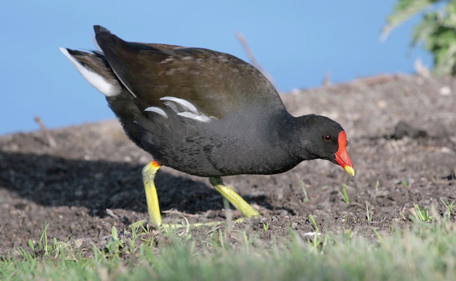 Темная камышница