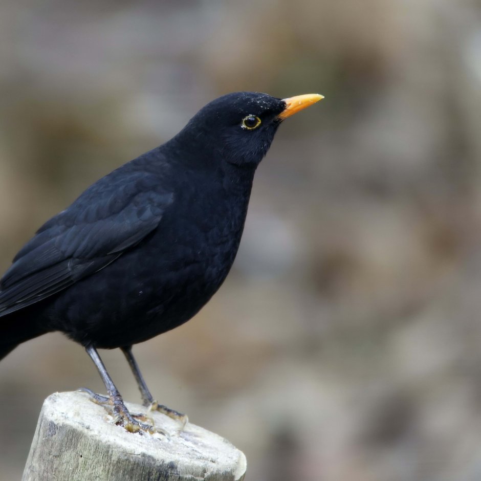 Желтоклювый Дрозд