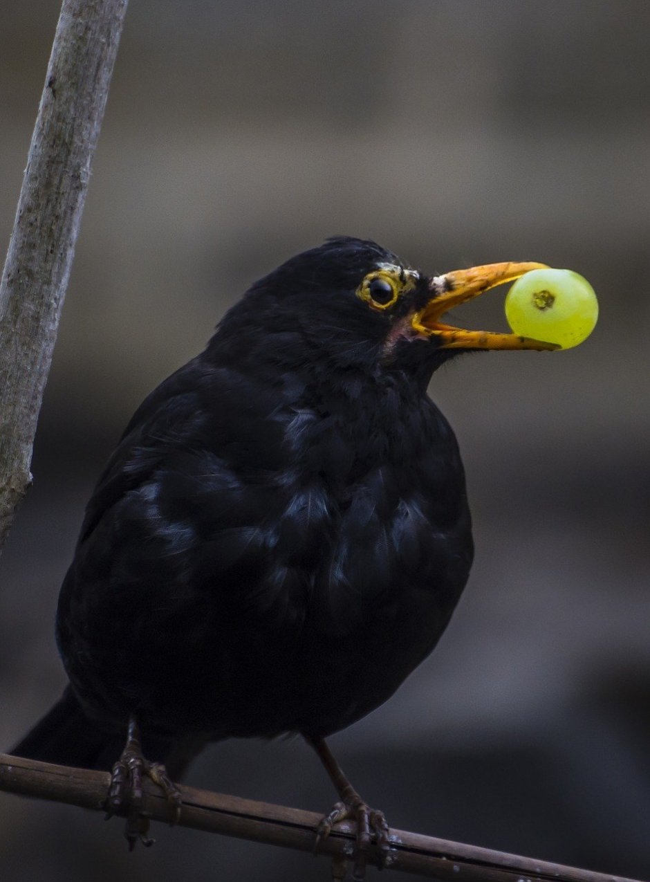 Черный Дрозд с желтым клювом