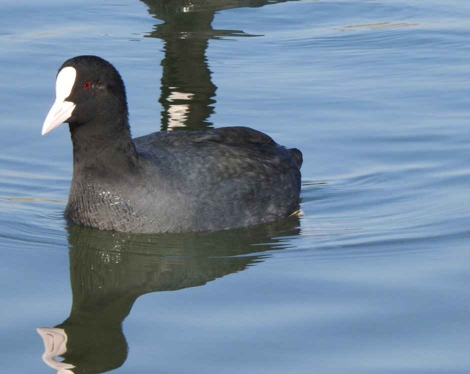 Лысуха (Fulica atra)