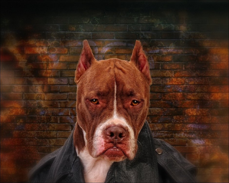 Стаффордширский терьер Дик