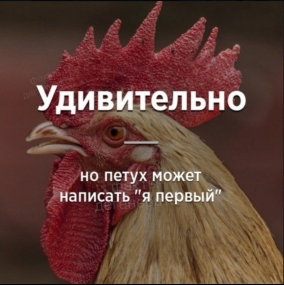 Мнение петуха