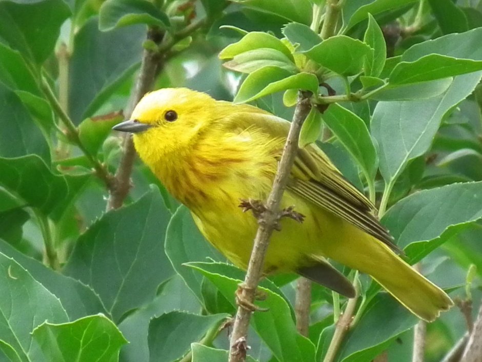 Yellow Warbler птица