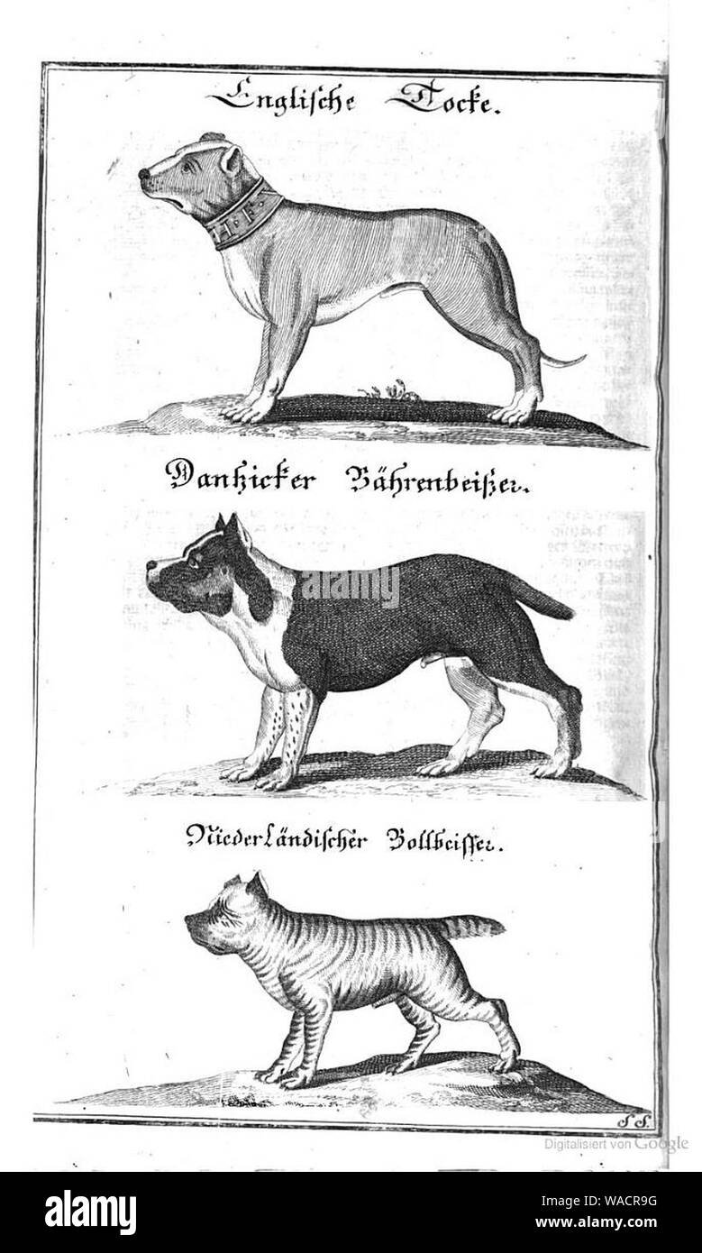 Шотландский боксер собака