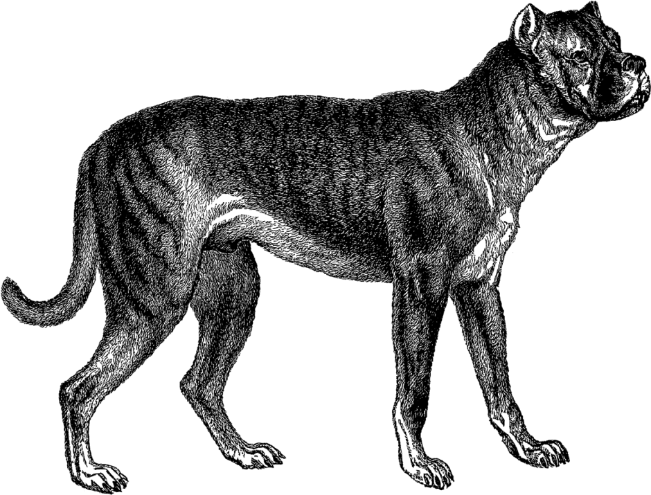 Буленбейцер быкодав