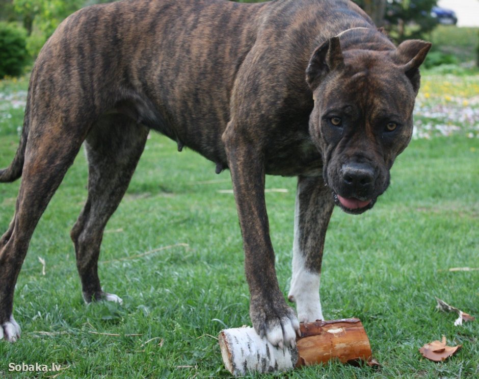 Испанский бульдог алано