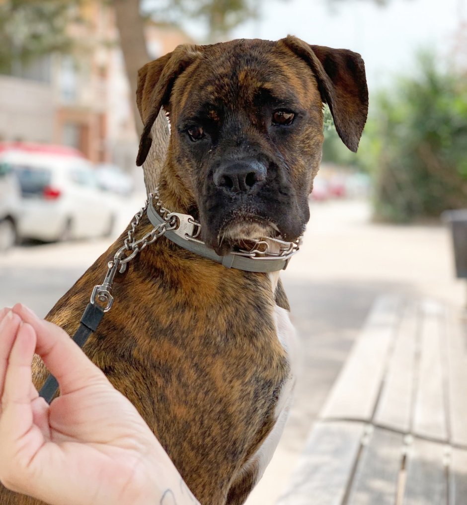 Брабантские булленбейсеры