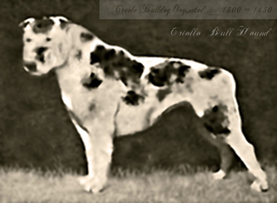 Буленбейцер быкодав