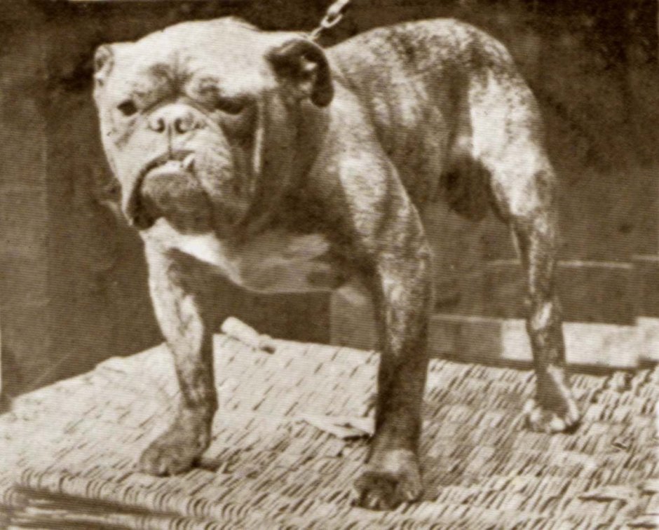 Собака боксер бежит