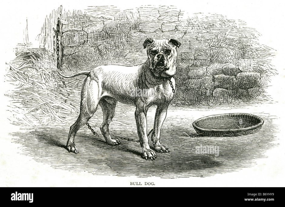 Булленбейсер порода собак