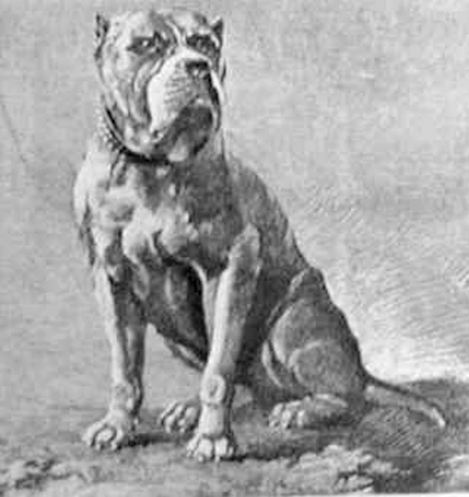 Данцигский булленбейсер