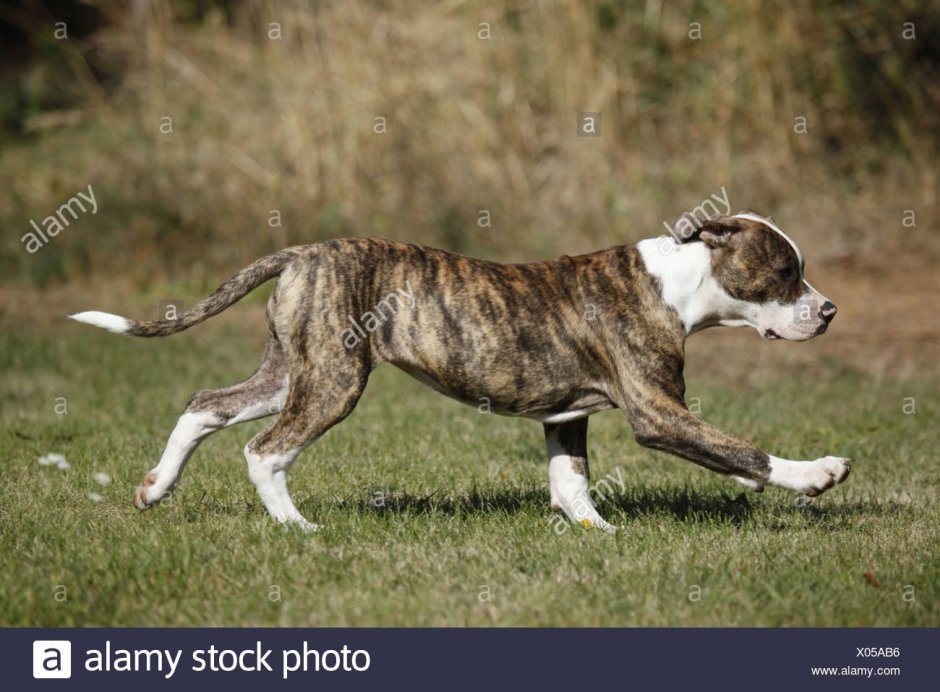 Кордовская Бойцовая собака+Пойнтер+боксер+датский дог