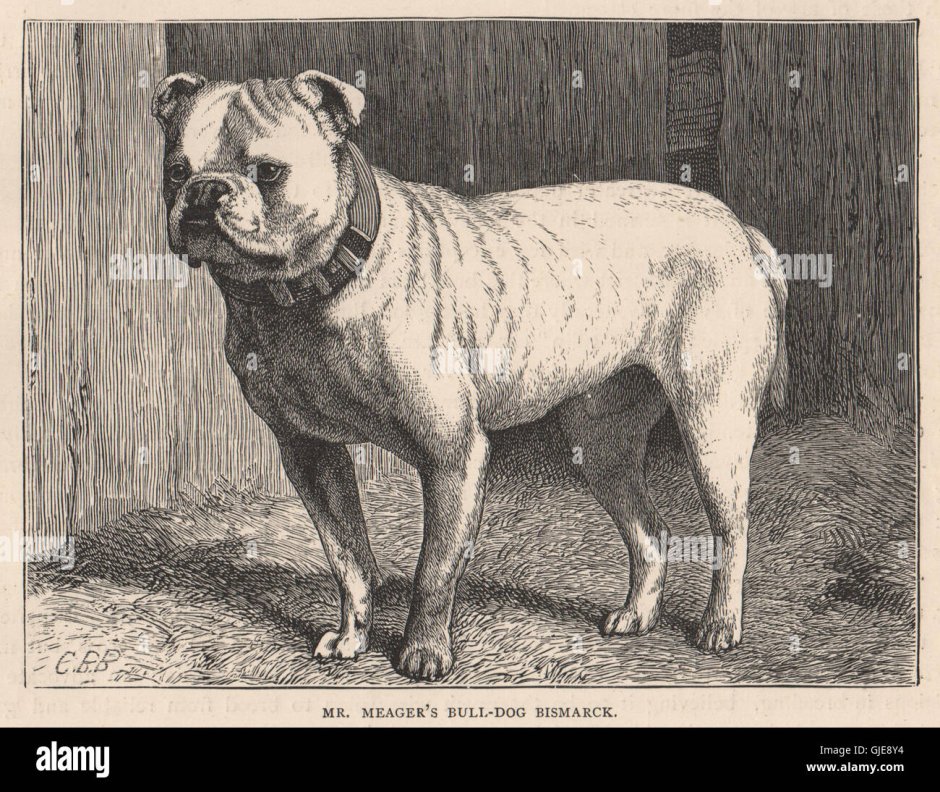 Bullenbeisser вымершие породы собак