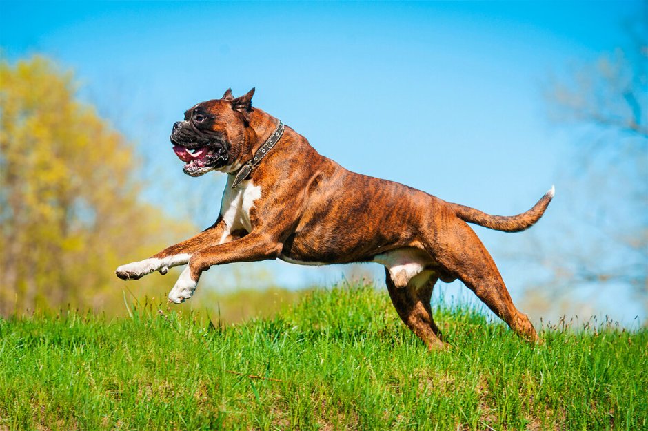 Древний Рим мастифы Молоссы