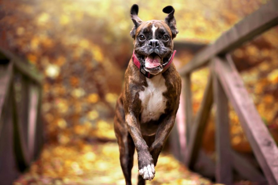 Кубинский мастиф (кубинский дог