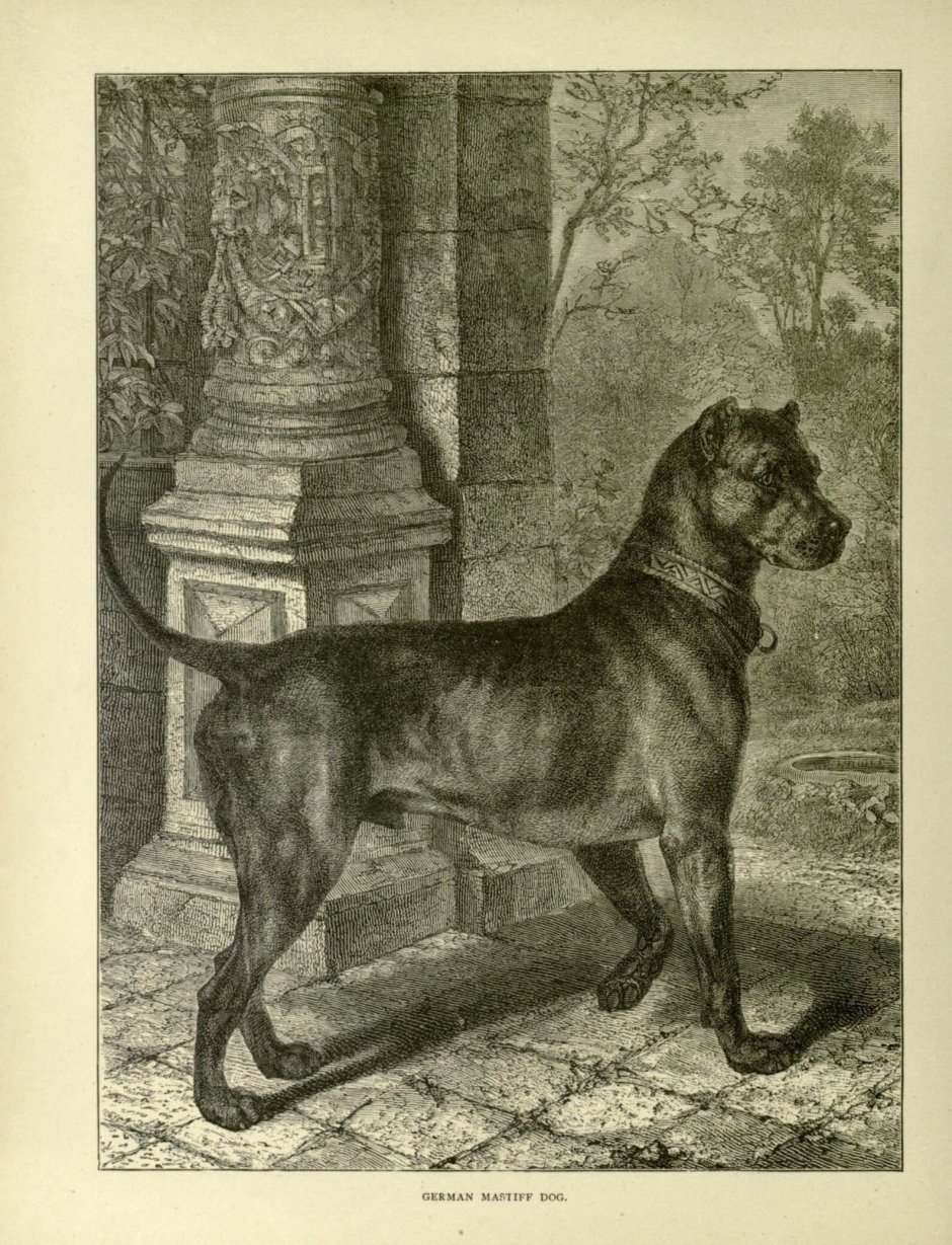 Булленбейсер порода собак