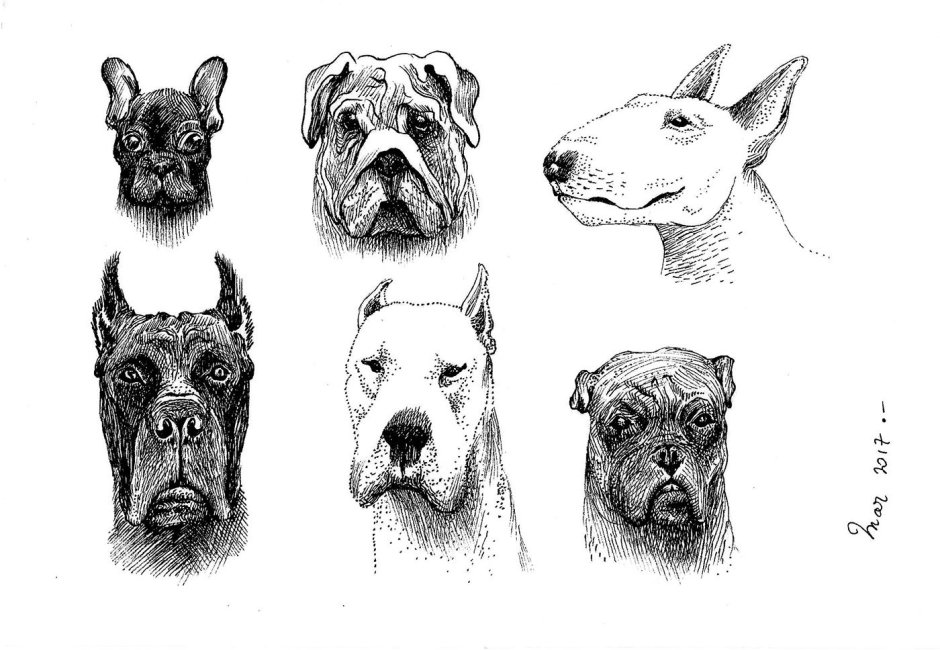 Обои породы собак