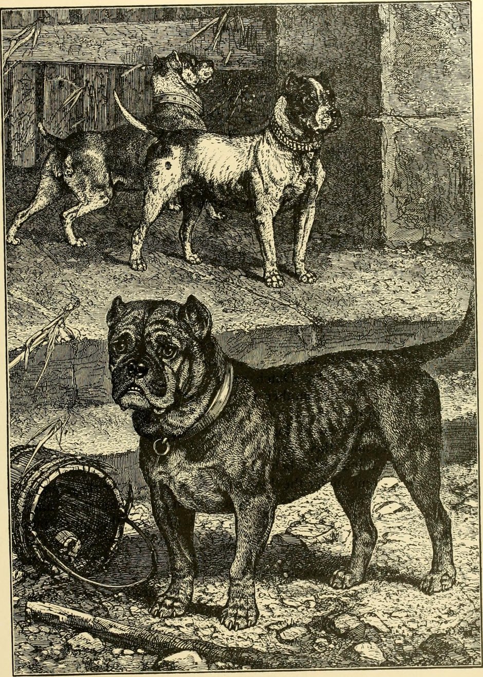 История породы бульдог