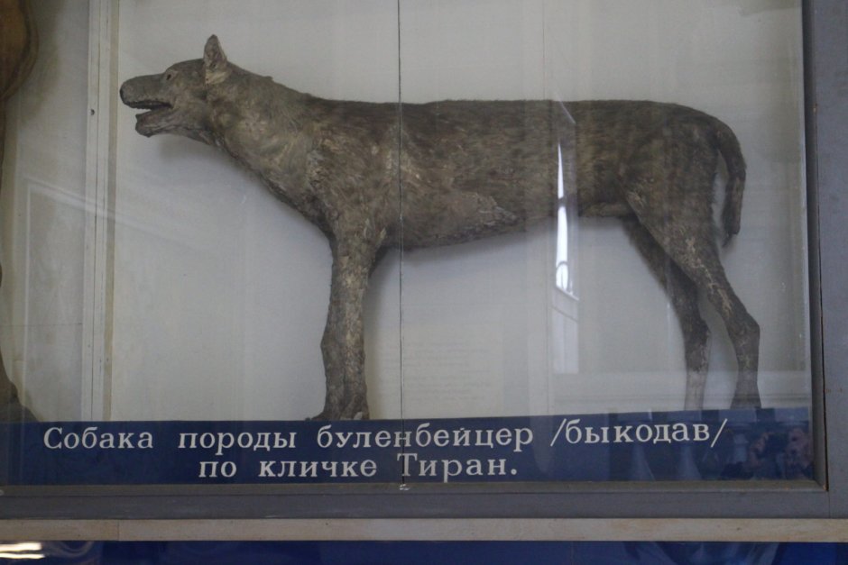 Булленбейсер порода