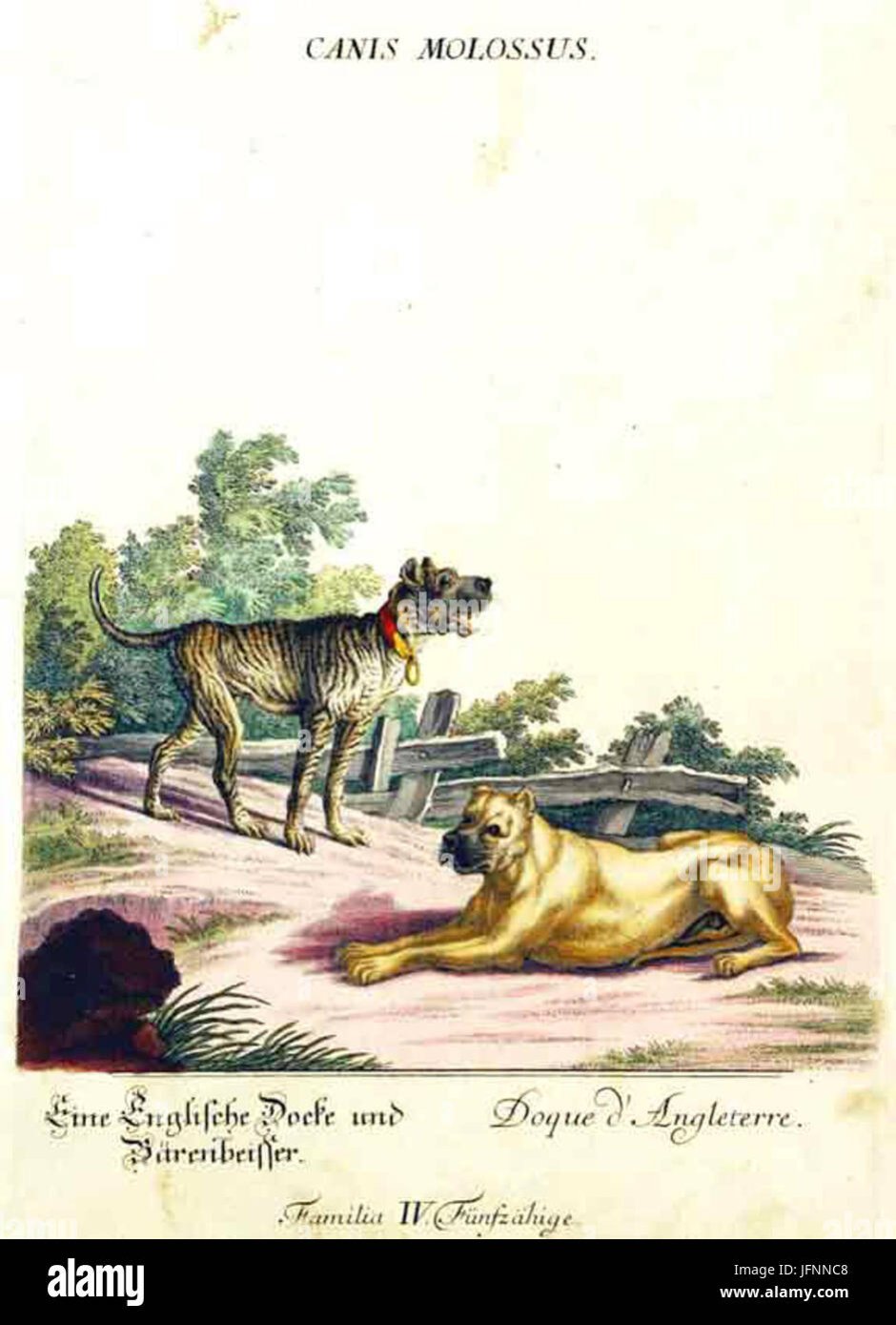 Бордосский дог злой