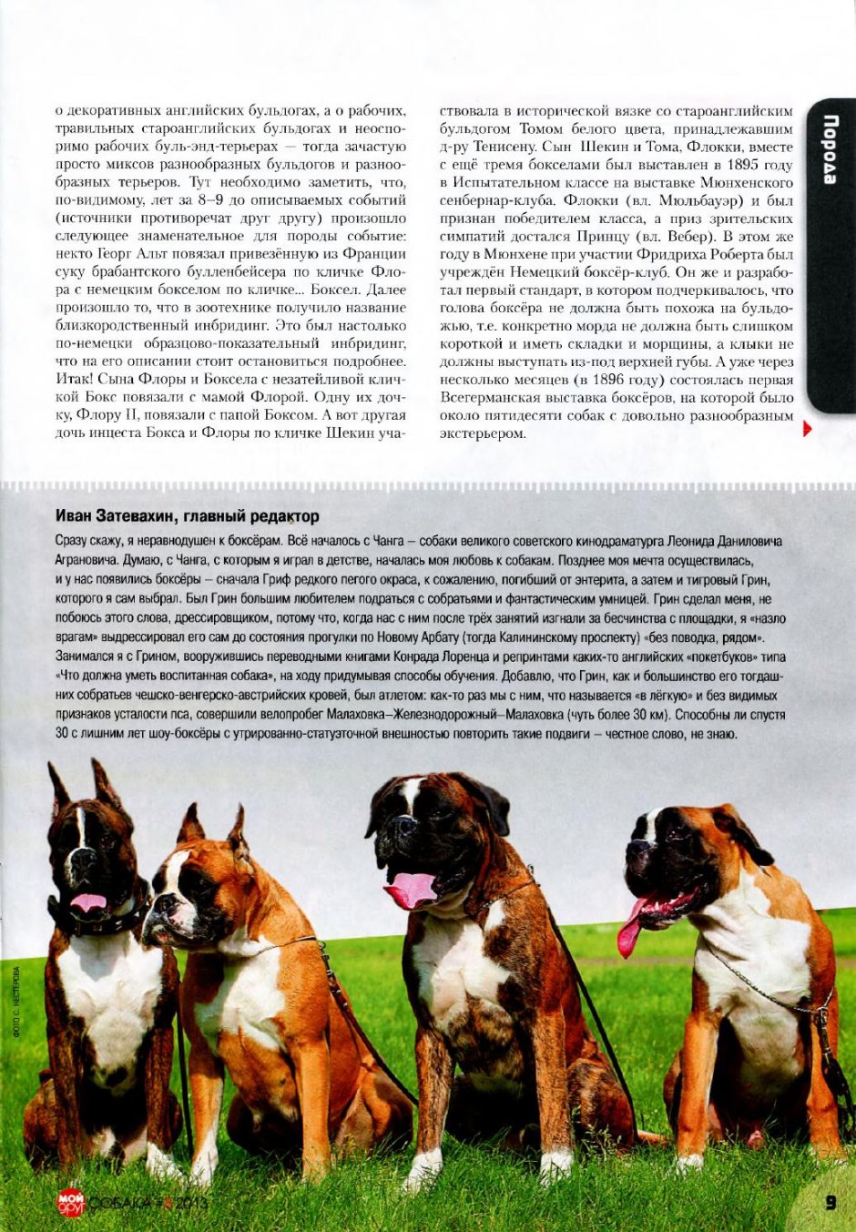 Староанглийский бульдог вымерший