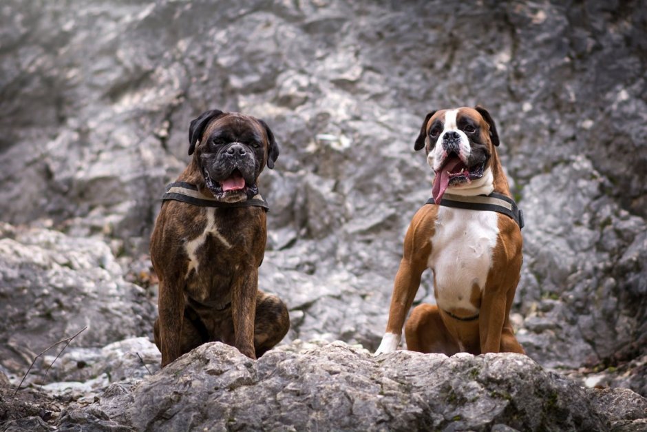 Булленбейсер в кунсткамере