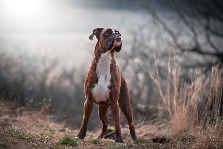 Боксёр порода собак