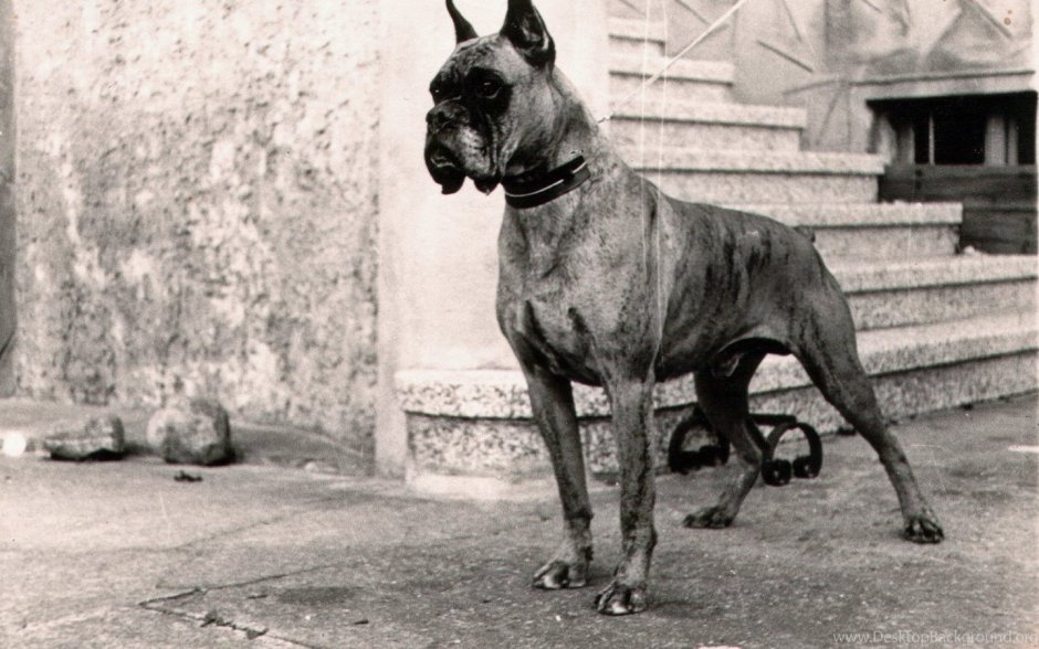 Бультерьер 1915