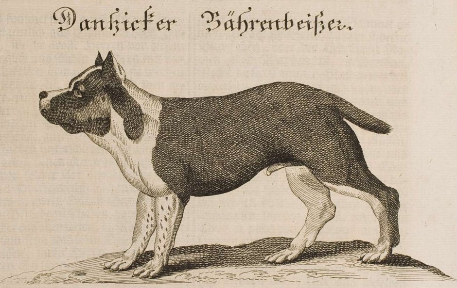 Булленбейсер порода собак