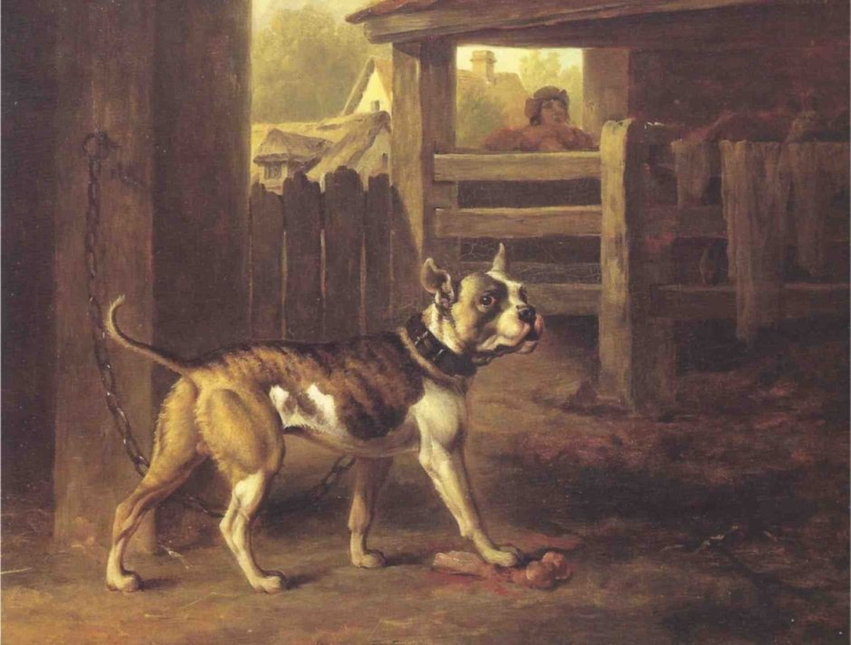 Кордовская Бойцовая собака